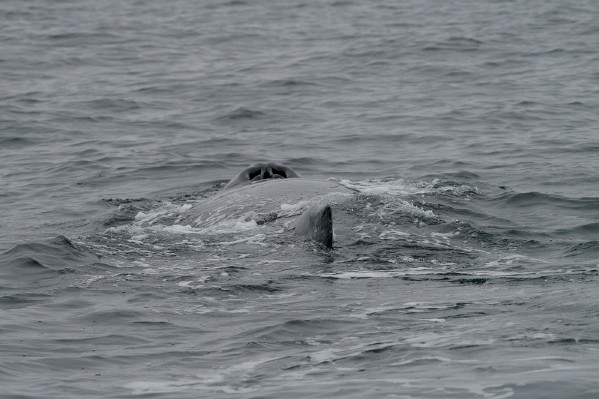 Humpback Whale